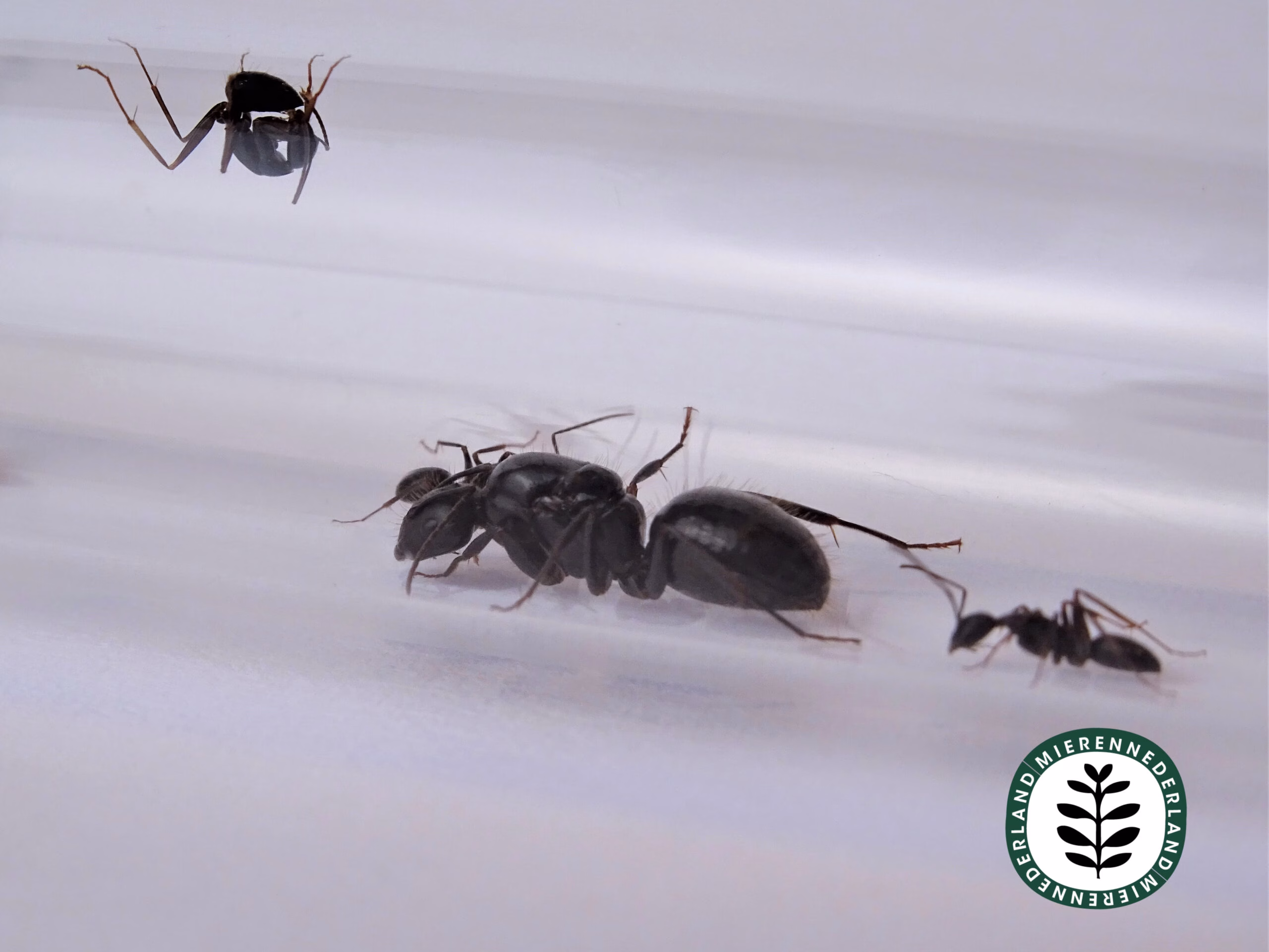 Camponotus aethiops - Afbeelding 2