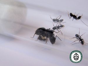 Camponotus aethiops