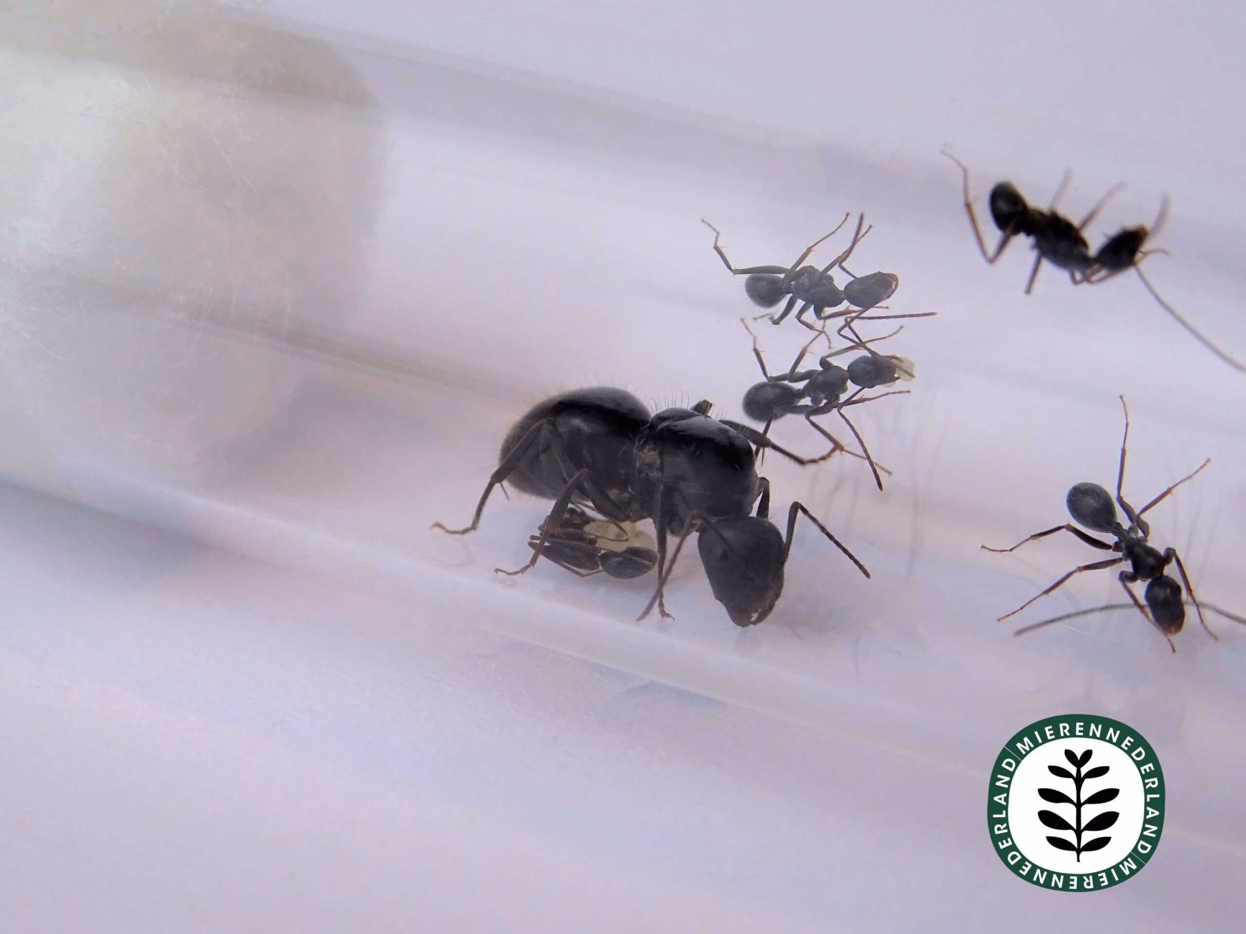 Camponotus aethiops