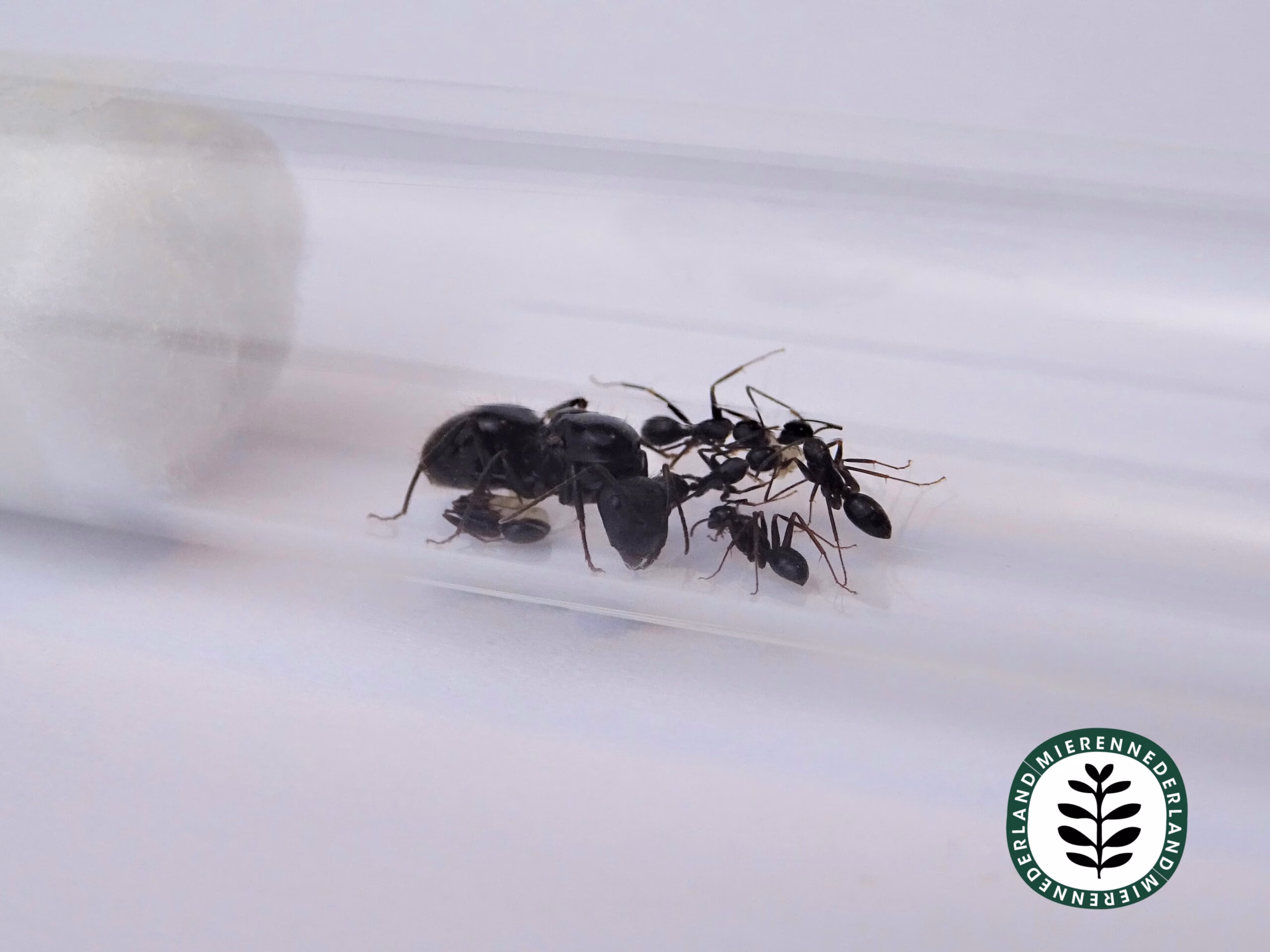 Camponotus aethiops - Afbeelding 4
