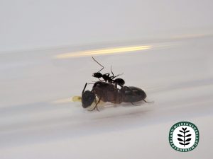 Camponotus barbaricus | Reuzenmier