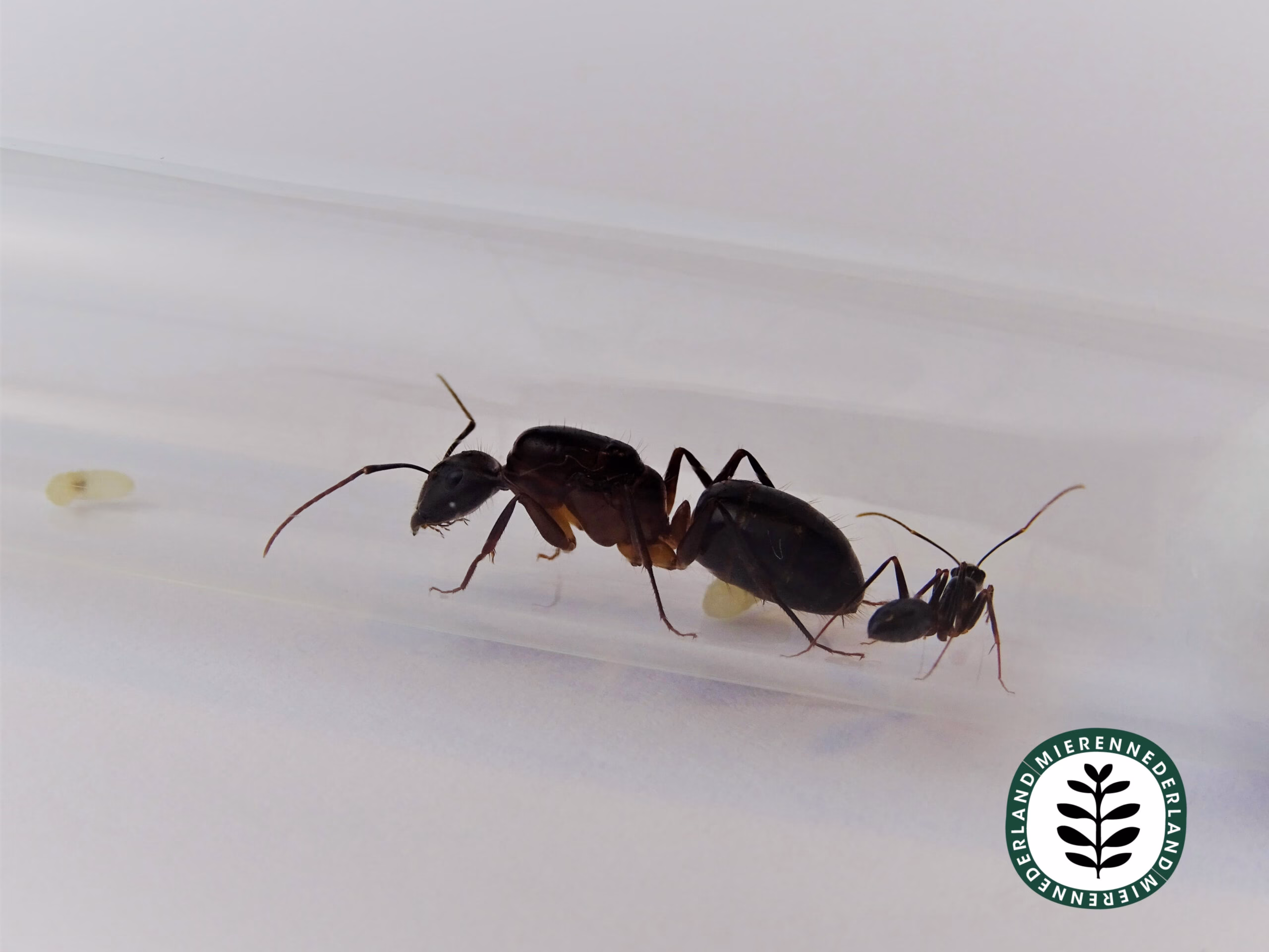 Camponotus barbaricus | Reuzenmier - Afbeelding 2