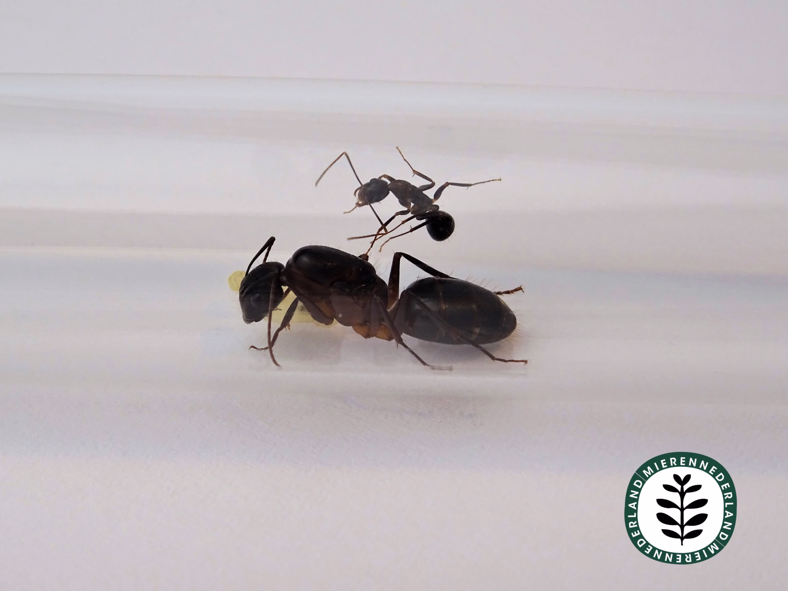 Camponotus barbaricus | Reuzenmier - Afbeelding 3