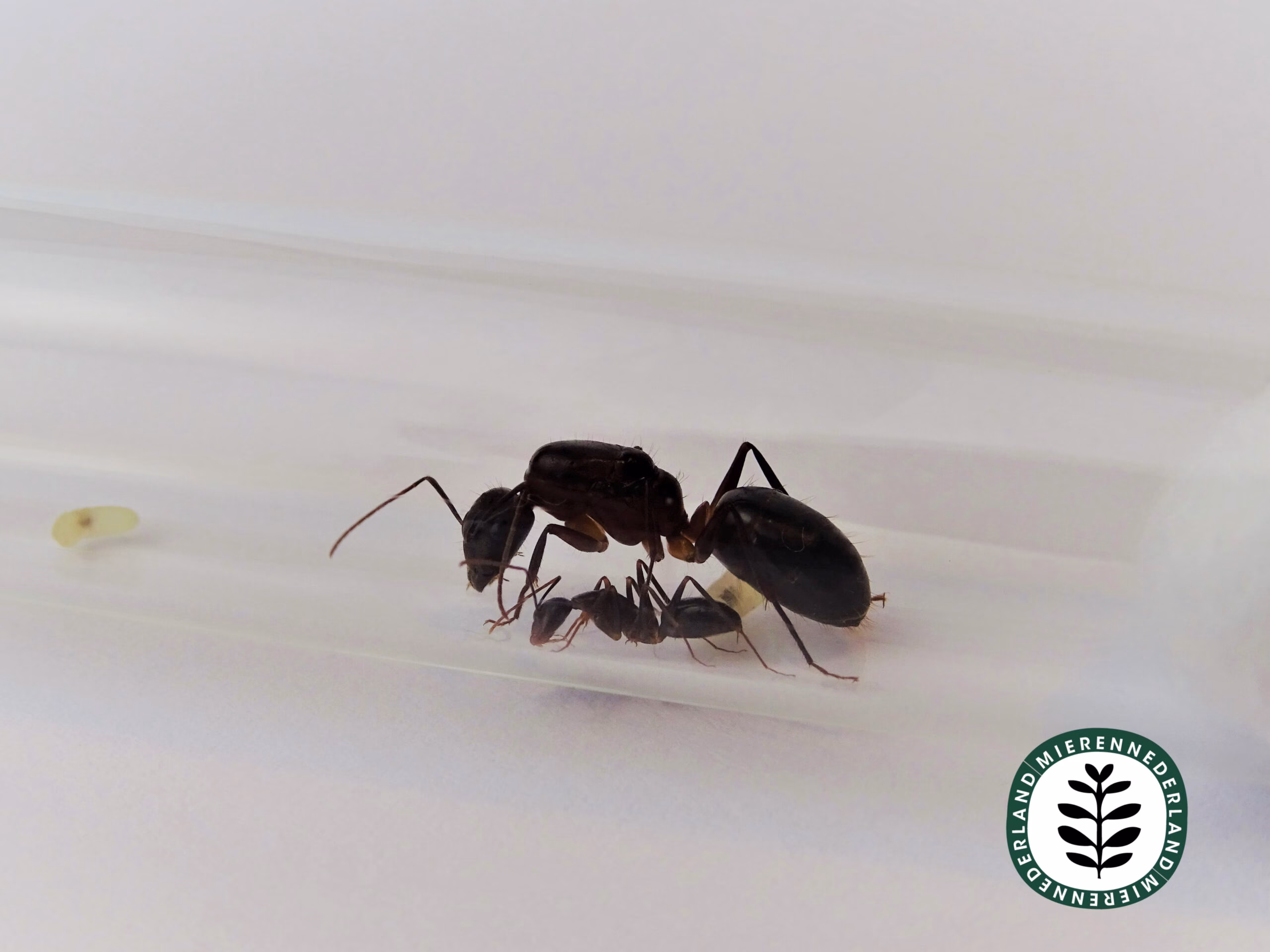 Camponotus barbaricus | Reuzenmier - Afbeelding 4