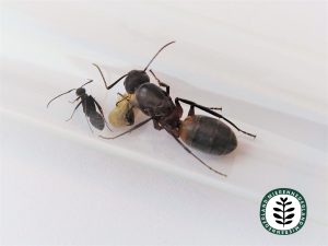 Camponotus cruentatus