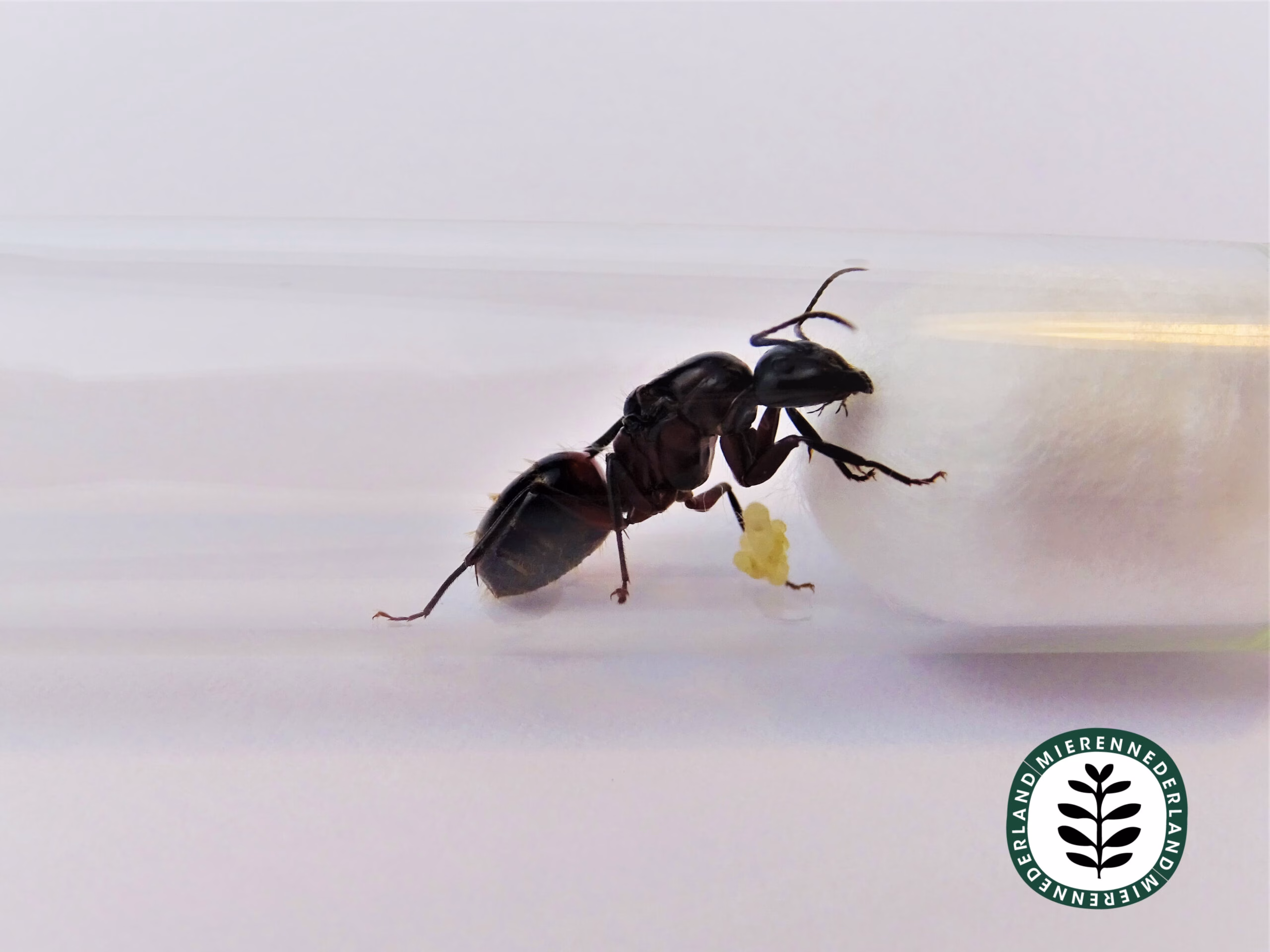 Camponotus ligniperda | Gewone reuzenmier - Afbeelding 2