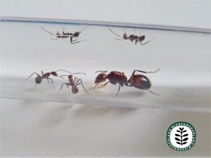 Camponotus nicobarensis