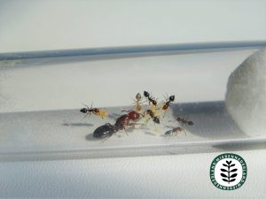 Crematogaster scutellaris | Rode schorpioenmier