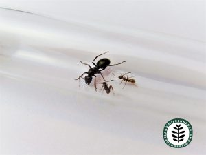 Formica fusca | Grauwzwarte renmier