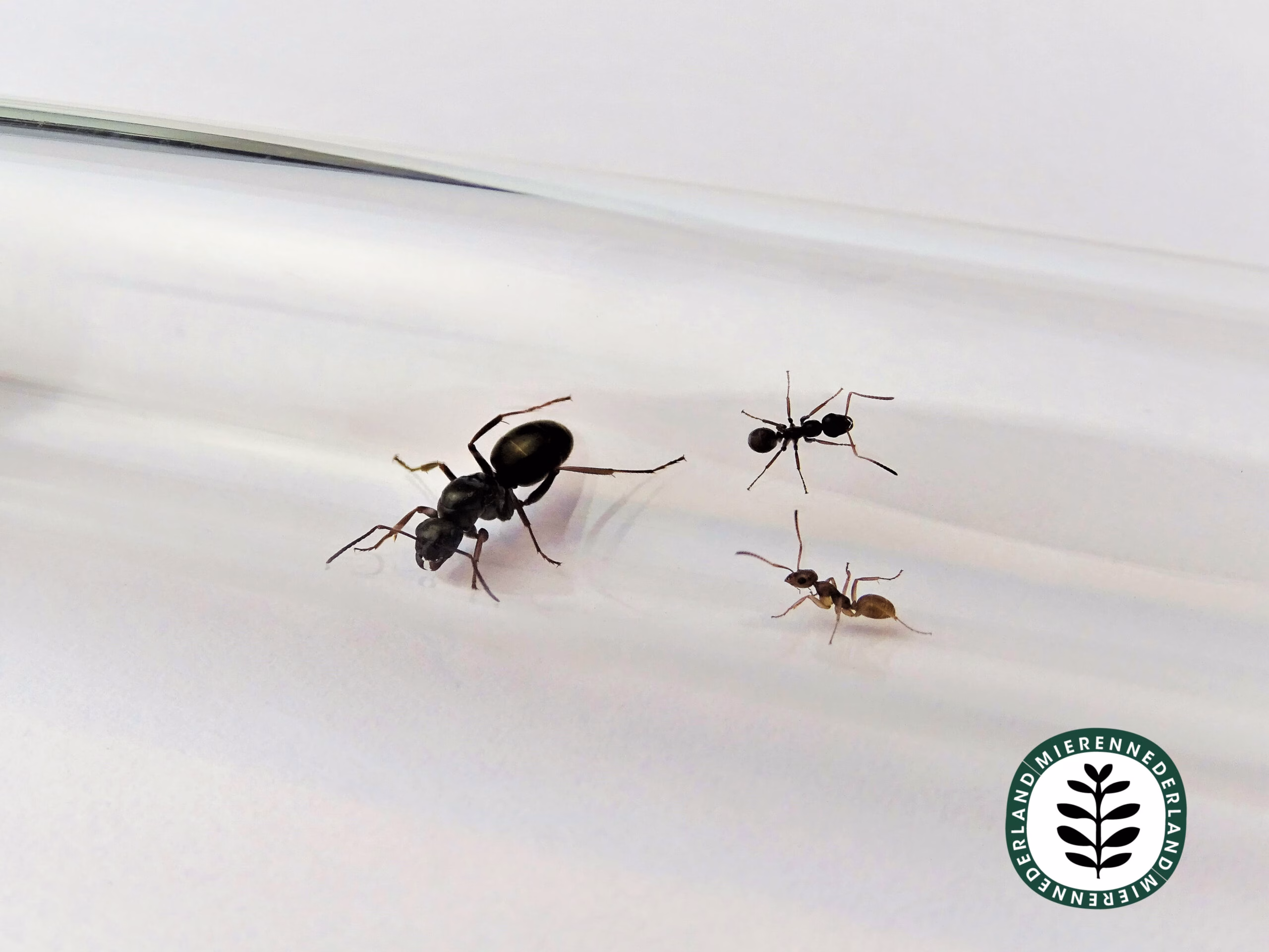 Formica fusca | Grauwzwarte renmier - Afbeelding 2