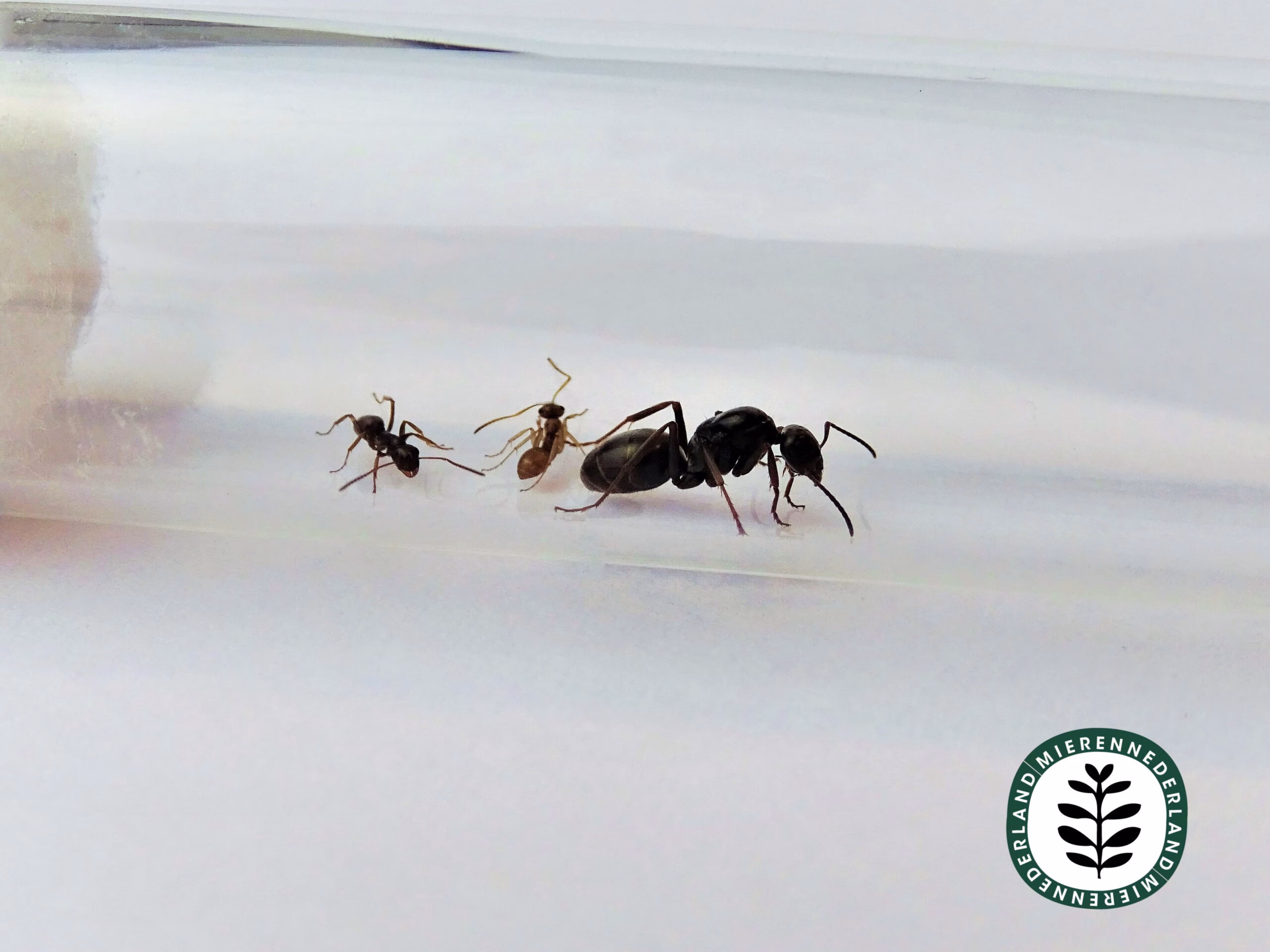 Formica fusca | Grauwzwarte renmier - Afbeelding 3