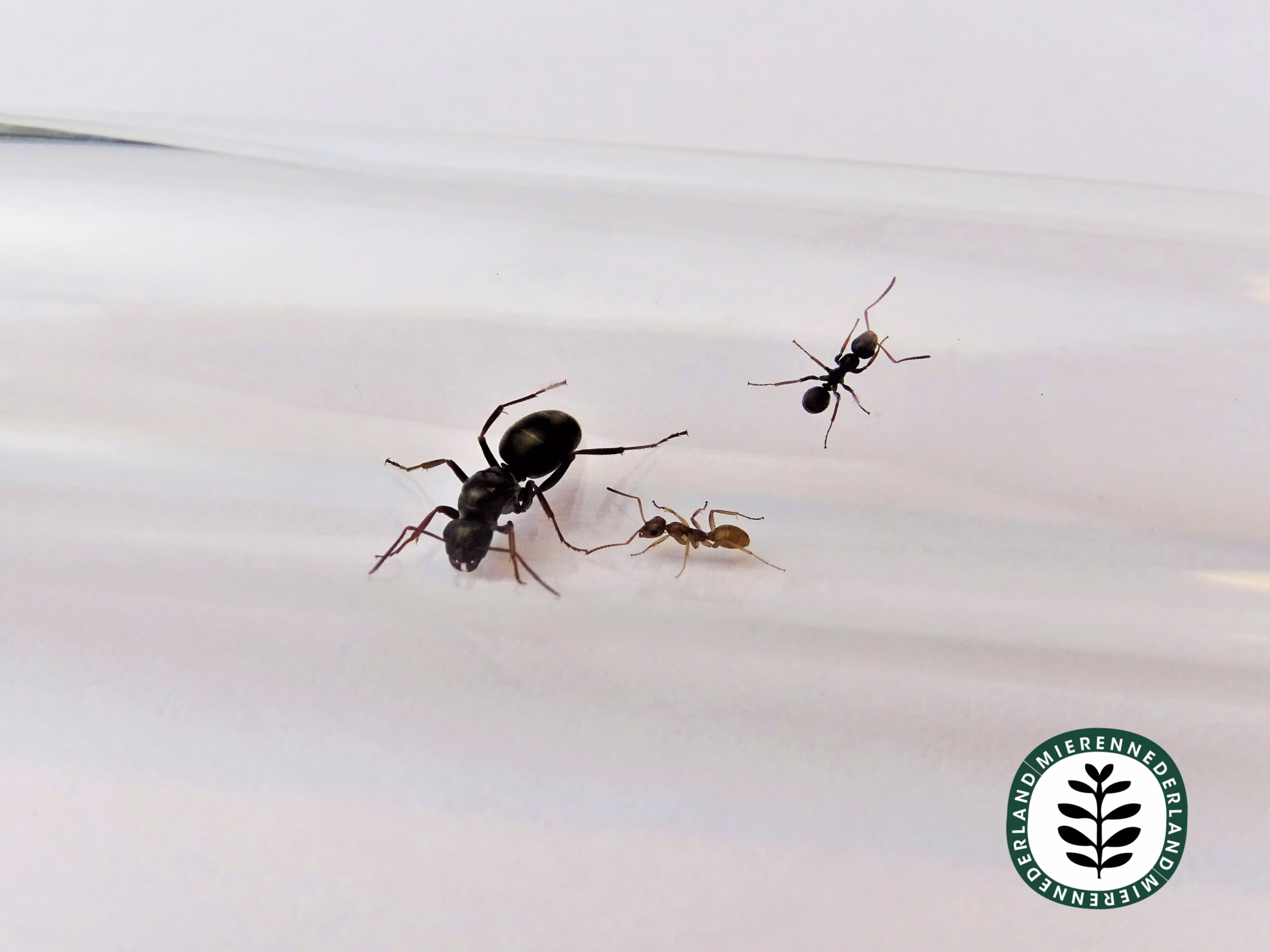 Formica fusca | Grauwzwarte renmier - Afbeelding 4