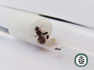 Lasius emarginatus | Muurmier