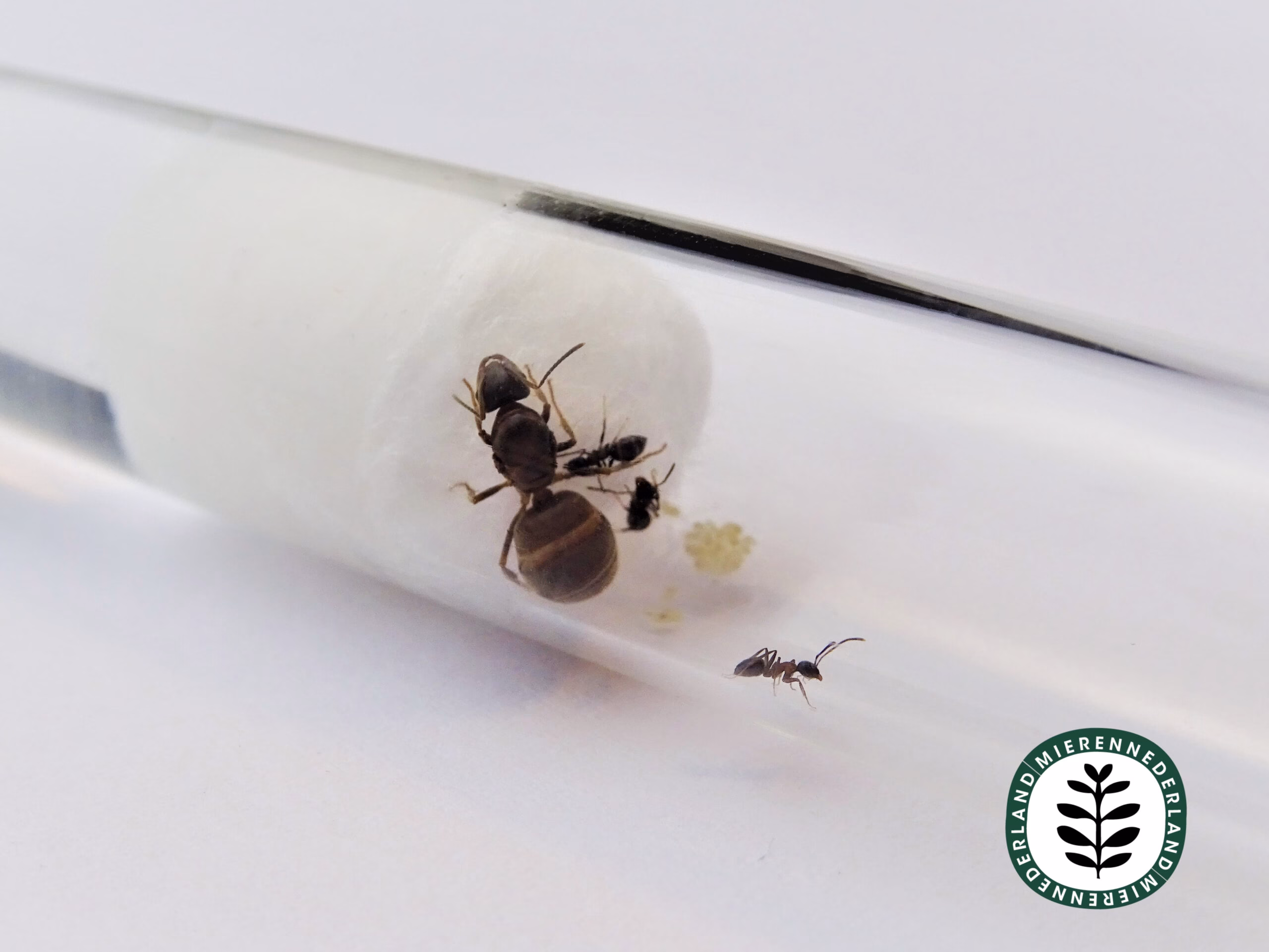 Lasius emarginatus | Muurmier