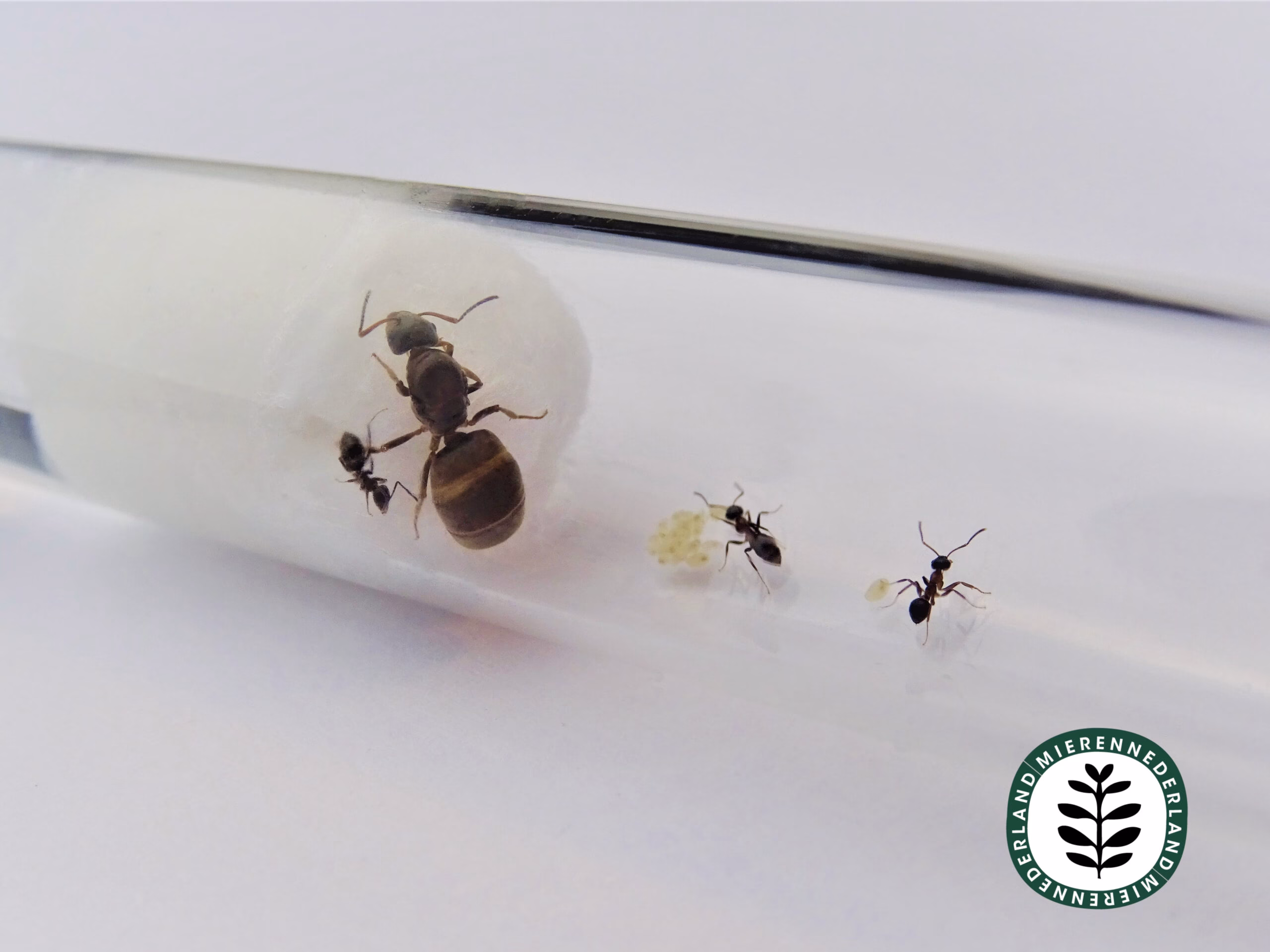 Lasius emarginatus | Muurmier - Afbeelding 2