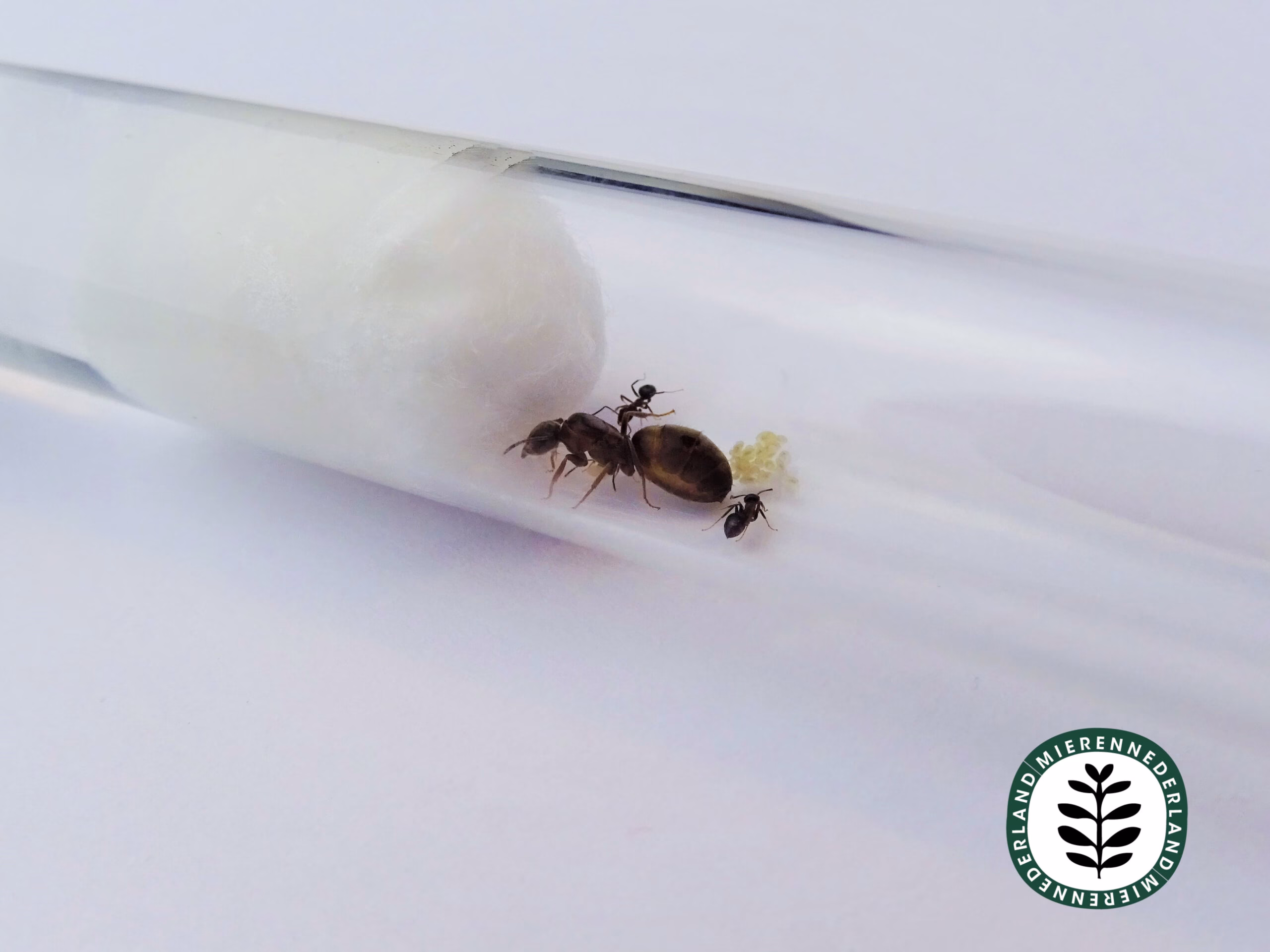 Lasius emarginatus | Muurmier - Afbeelding 3