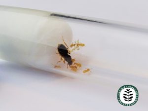 Lasius flavus | Gele weidemier