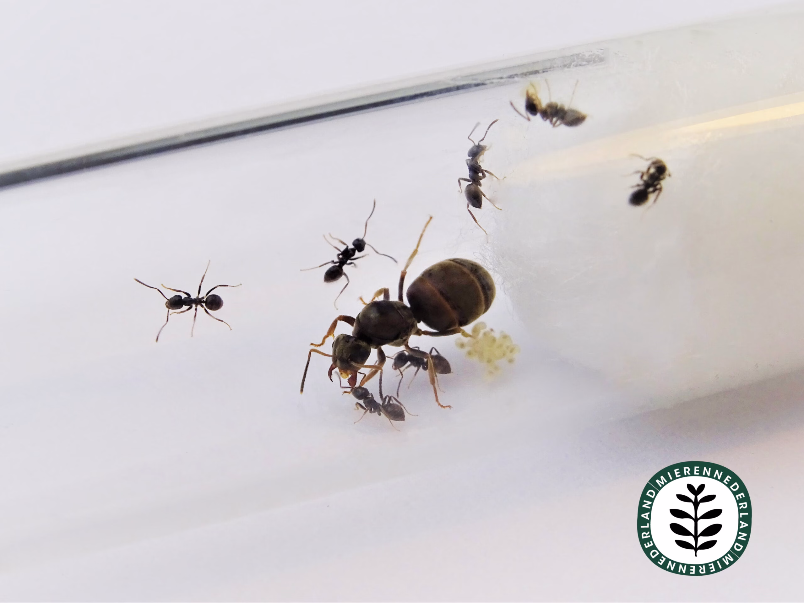 Lasius niger | Zwarte wegmier - Afbeelding 2