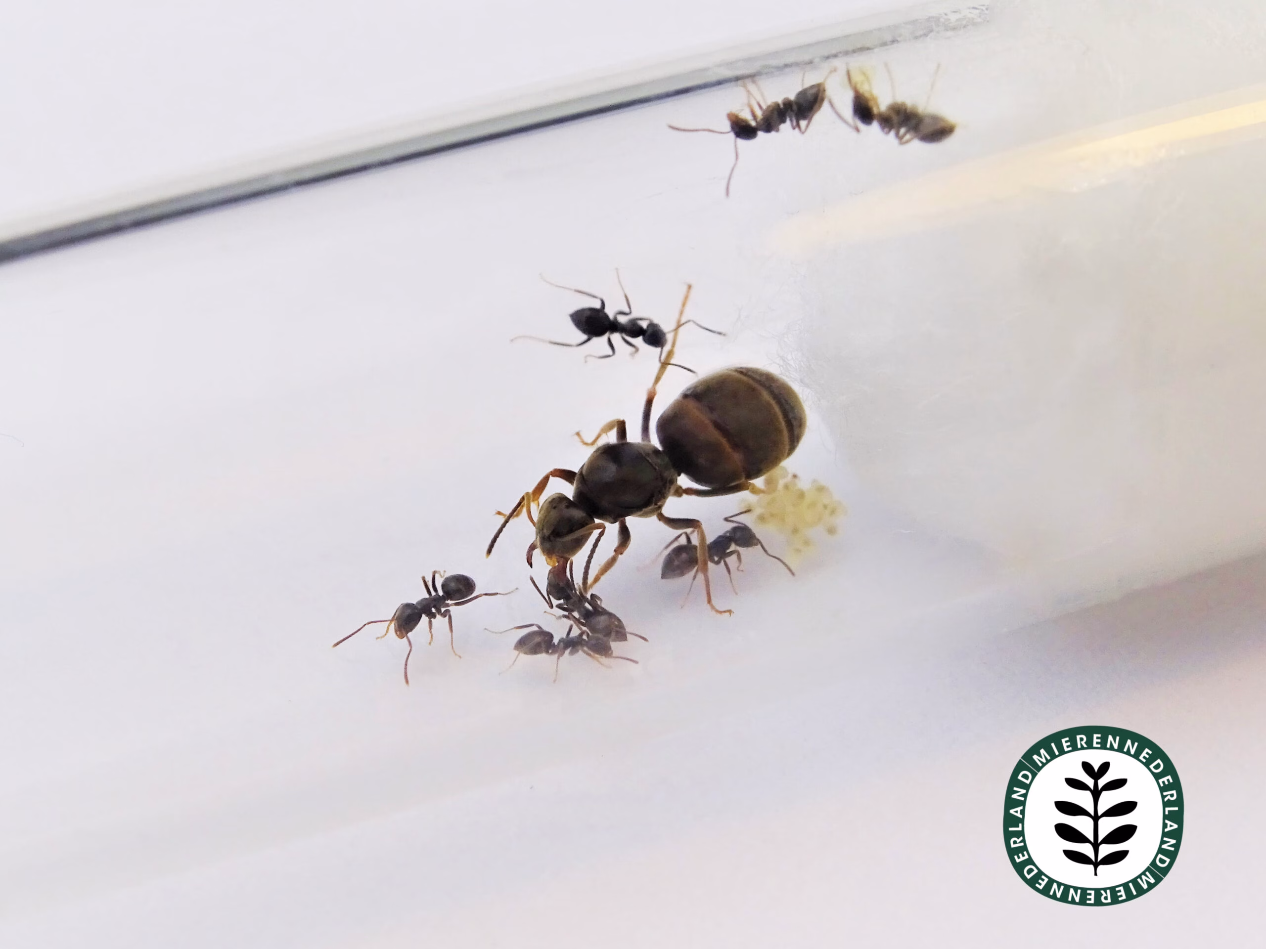 Lasius niger | Zwarte wegmier - Afbeelding 3
