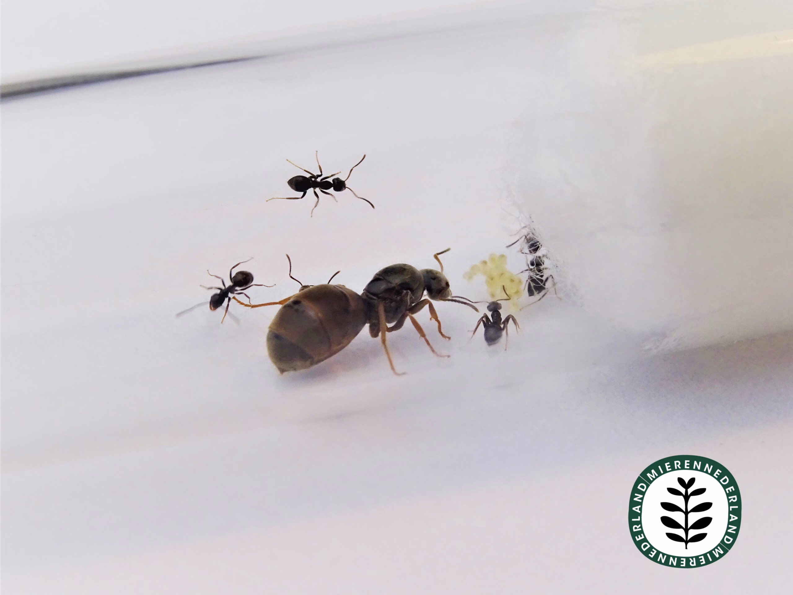 Lasius niger | Zwarte wegmier - Afbeelding 4