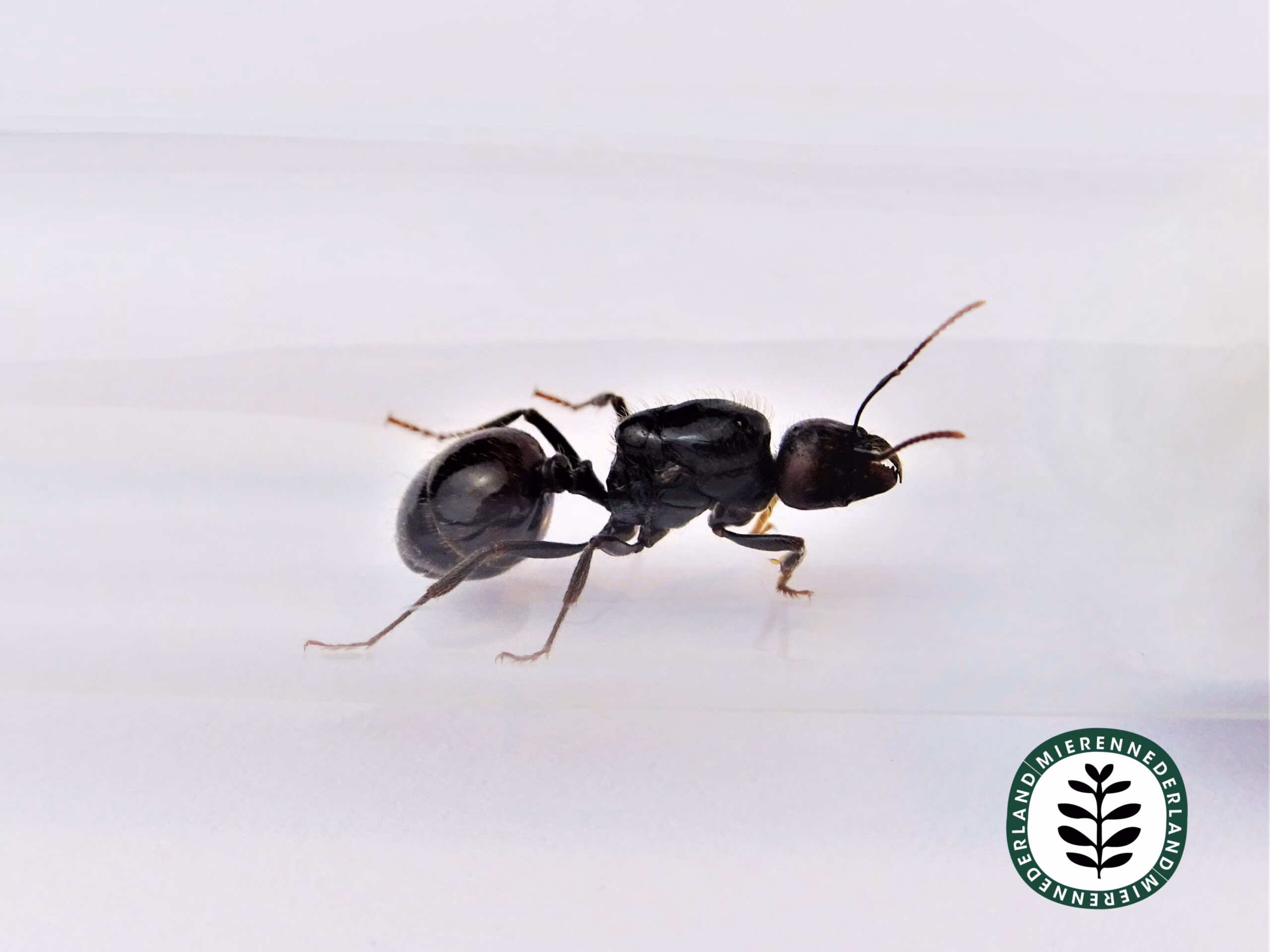 Messor barbarus oogstmier kolonie met werksters en koningin