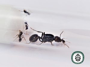 Messor barbarus | Oogstmier