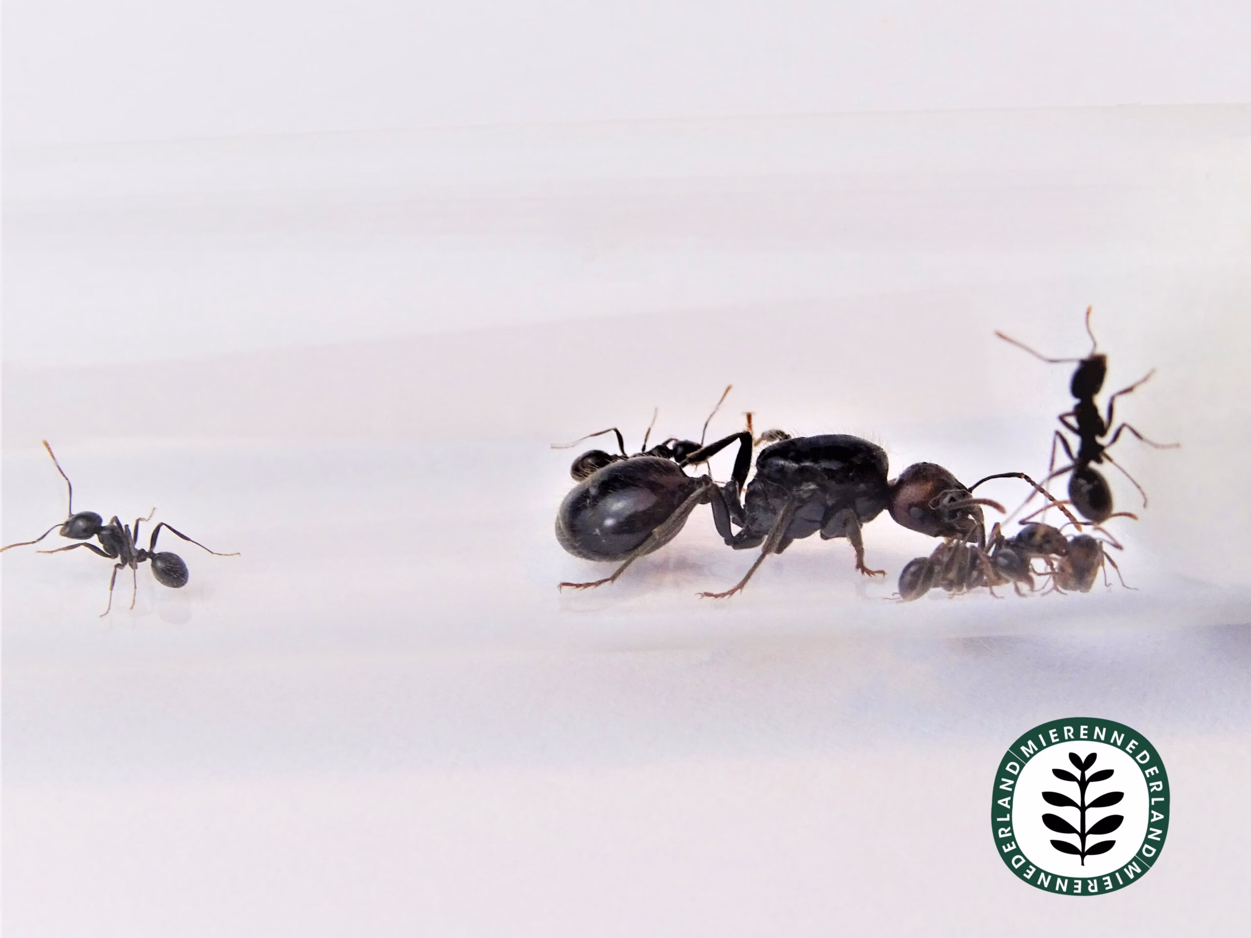 Messor barbarus oogstmier kolonie met werksters en koningin
