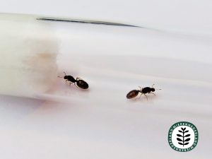 Solenopsis fugax | Diefmier