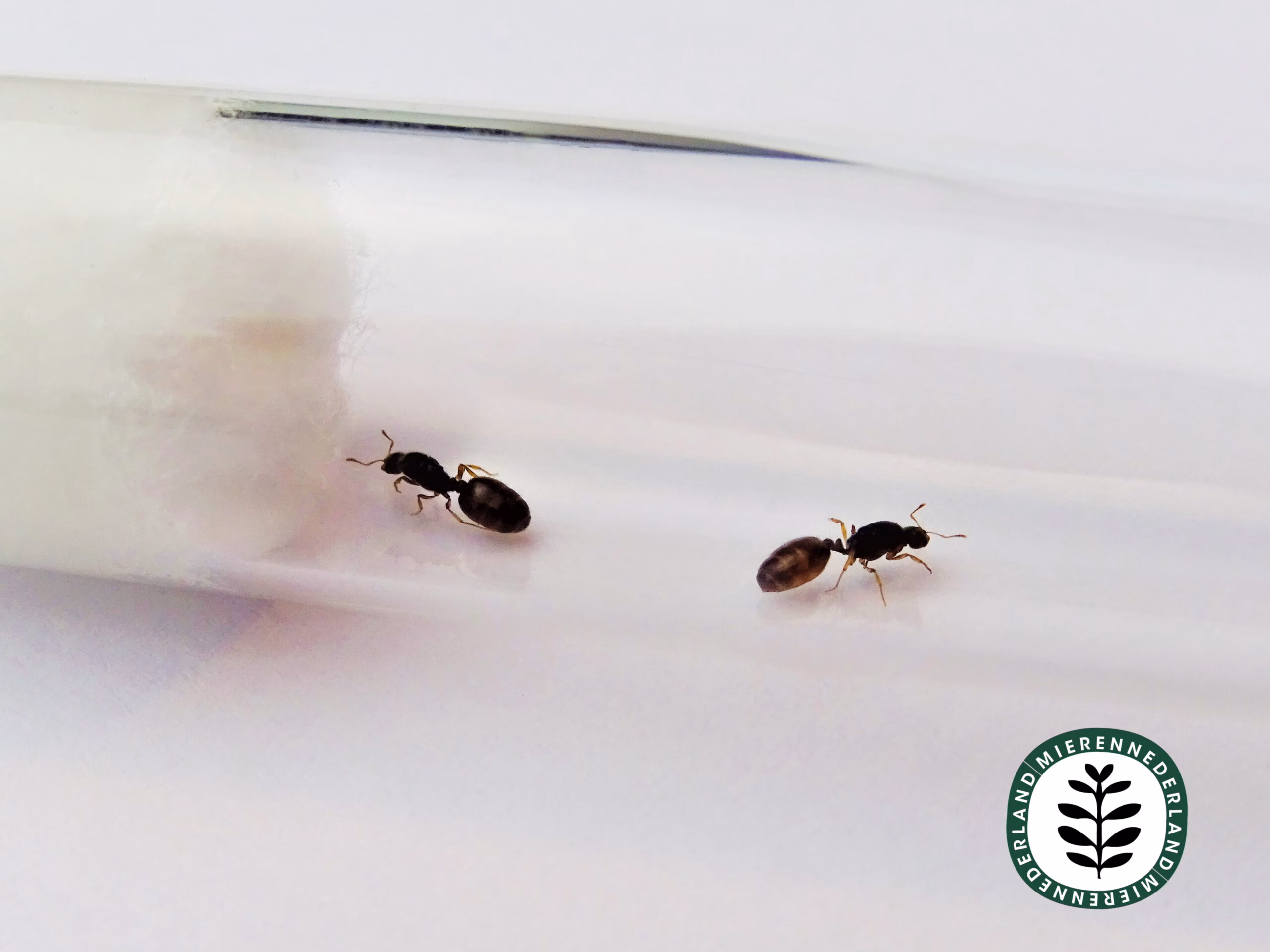 Solenopsis fugax | Diefmier