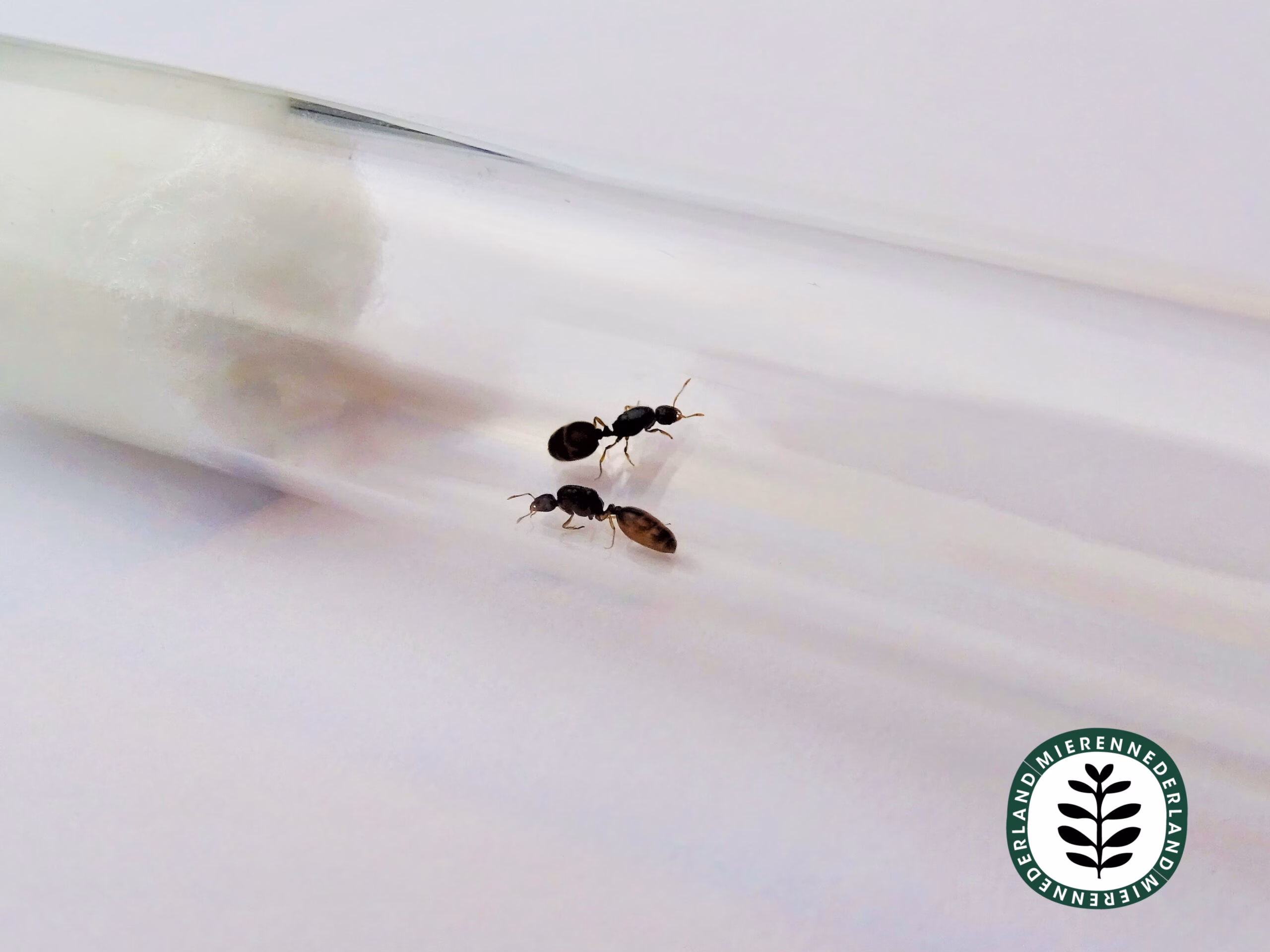 Solenopsis fugax | Diefmier - Afbeelding 2