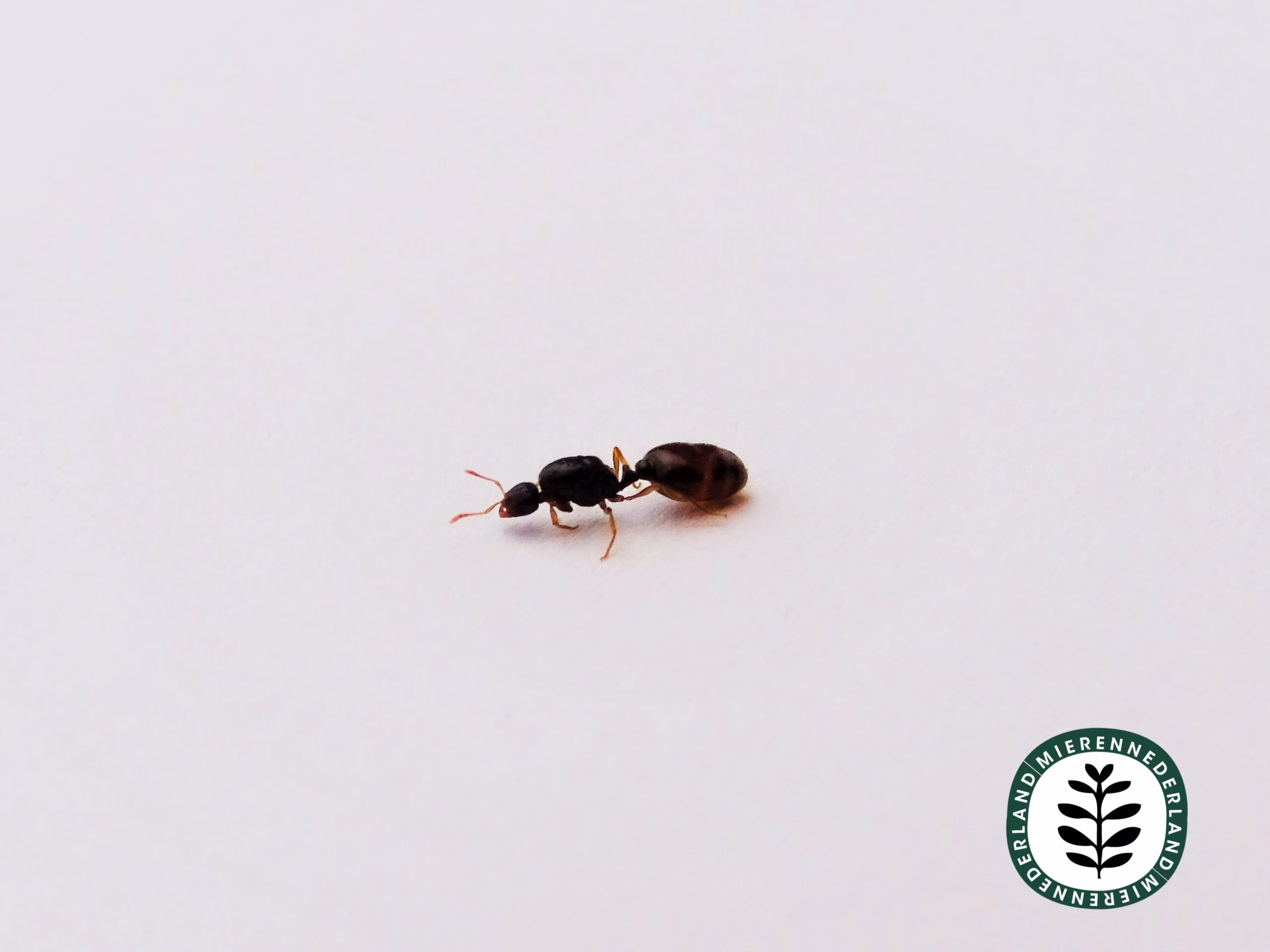 Solenopsis fugax | Diefmier - Afbeelding 3