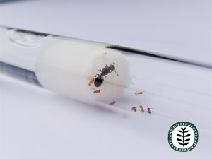 Tetramorium caespitum | Zwarte zaadmier