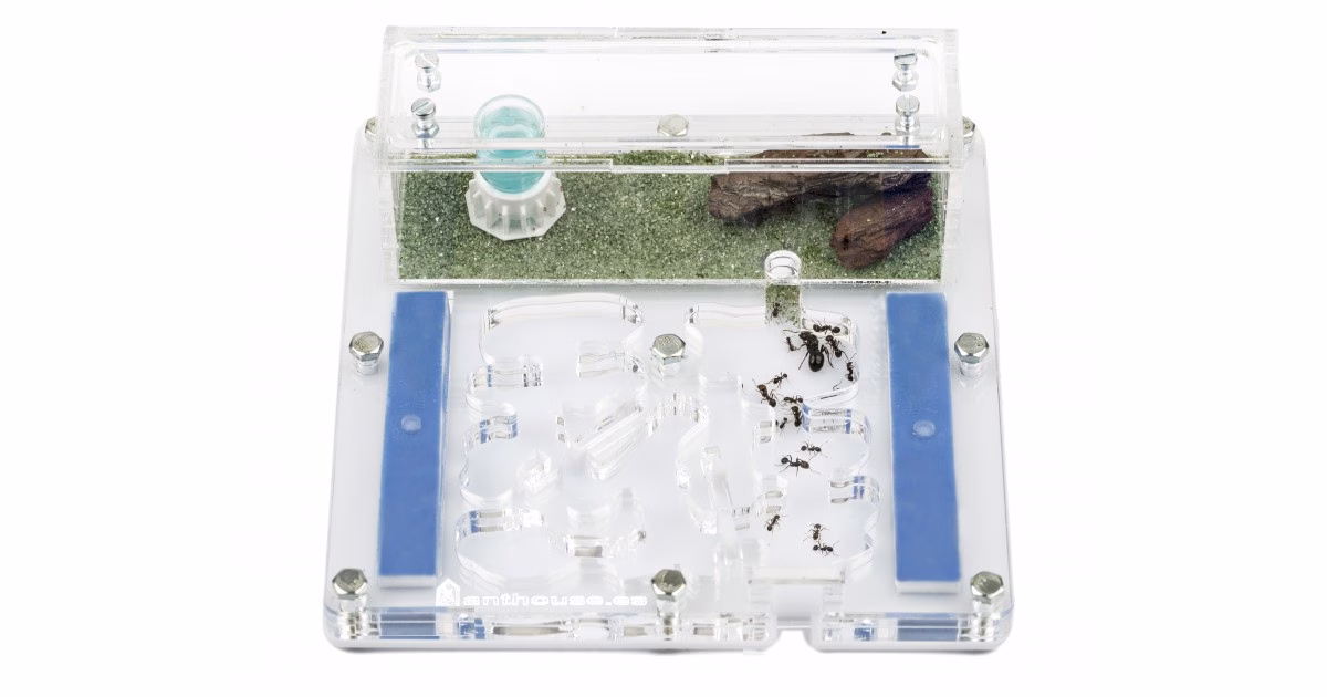 Acryl nest | Medium | 15x15x1.3cm - Afbeelding 2