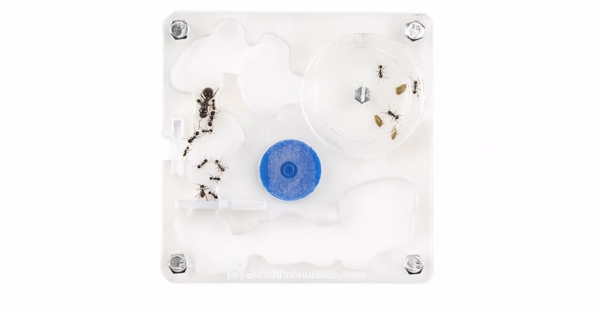 Acryl nest | Small | 10x10x1,3cm - Afbeelding 2