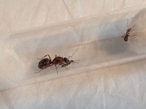 Formica rufibarbis | Rode renmier