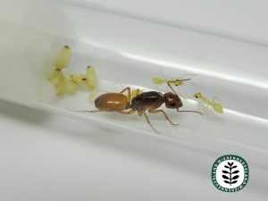 Camponotus fedtschenkoi