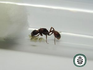Manica rubida | Bergsteekmier