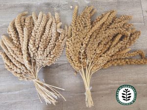 Trosgierst | Messor snack | 8 stuks
