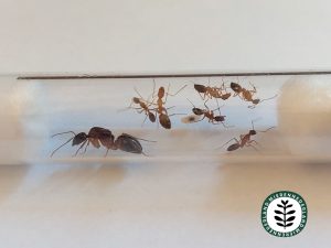 Camponotus pilicornis