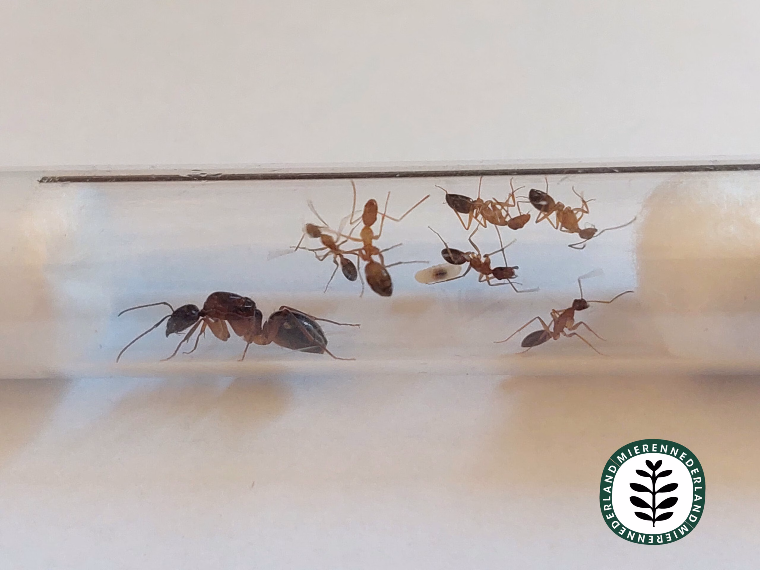 Camponotus pillicornis