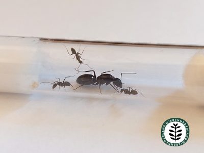 Camponotus sylvaticus