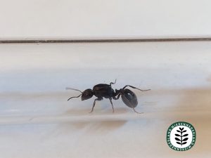 Messor minor
